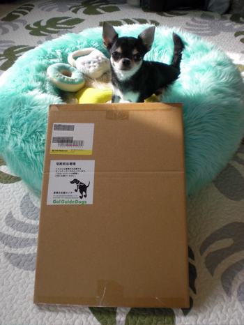 盲導犬1