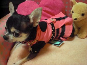 首輪に付けても可愛い♪